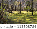 春の光が差し込む林の風景 113508784