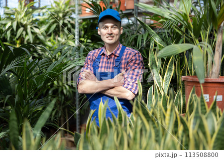 Young male seller with sansevieria in store 113508800