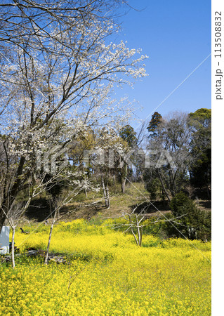 山桜と菜の花 113508832
