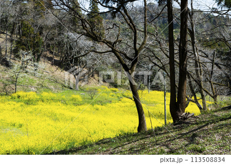 菜の花畑 113508834