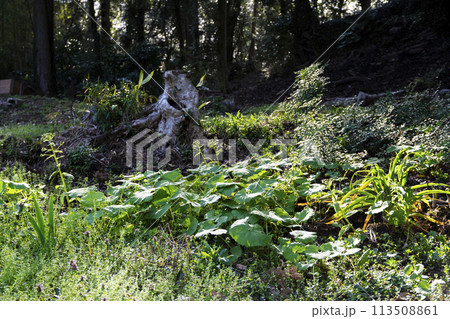 農家の庭先 113508861