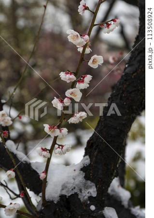 雪と梅の花 113508924