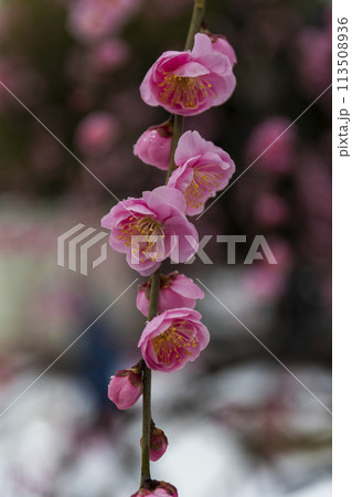 雪と梅の花 雪と梅の花 113508936