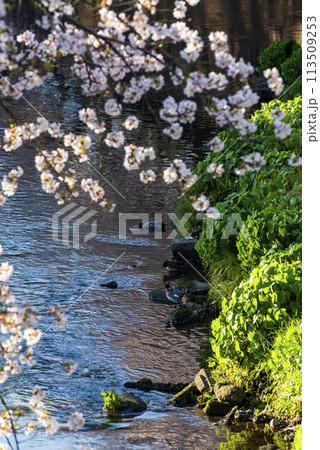 桜と鴨 桜と鴨 113509253