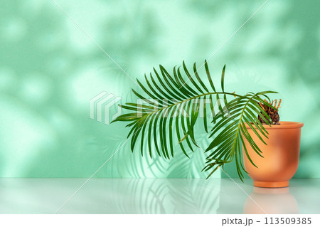 Tropical leaves palm tree on a mint background 113509385