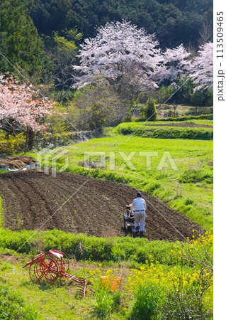 毛呂山町の棚田を彩る菜の花と満開の桜の間で田んぼを耕す農民の風景 毛呂山町の棚田を彩る菜の花と満開の桜の間で田んぼを耕す農民の風景 113509465