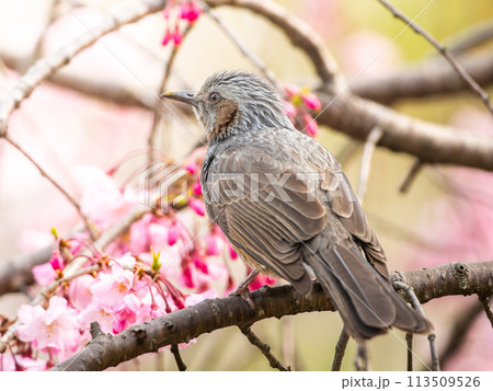桜のの木にとまるヒヨドリ 113509526