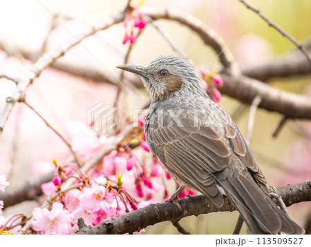 桜のの木にとまるヒヨドリ 113509527
