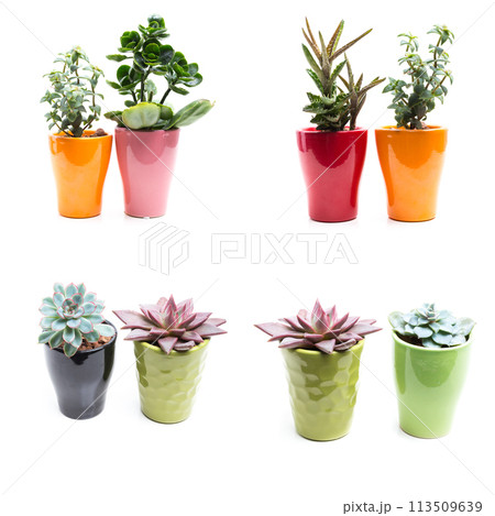 green plants in flower pots on white background 113509639