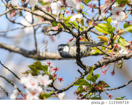 桜にとまるシジュウカラ 113509719