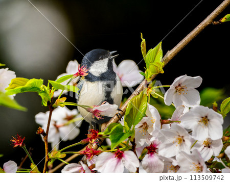 桜にとまるシジュウカラ 113509742