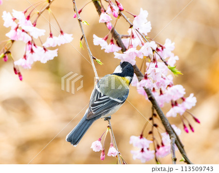 桜にとまるシジュウカラ 113509743
