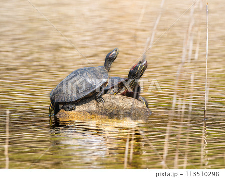 日光浴するアカミミガメ・ミドリガメ 113510298