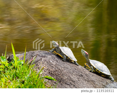 日光浴するアカミミガメ・ミドリガメ・コピースペース 日光浴するアカミミガメ・ミドリガメ・コピースペース 113510311