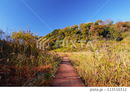 秋の紅葉に染まる小網代の森 113510312