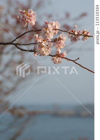 海を見下ろすように咲く桜 113510384