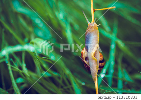 Snail on the grass in the morning. Snail on the grass in the morning. 113510833