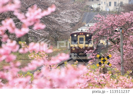 わたらせ渓谷鐵道「ピンク色の桜の花々に包まれた列車」 113511237