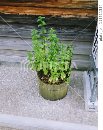 玄関先にある植木鉢 113511534