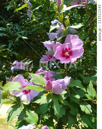 薄桃色のムクゲの花 113511545