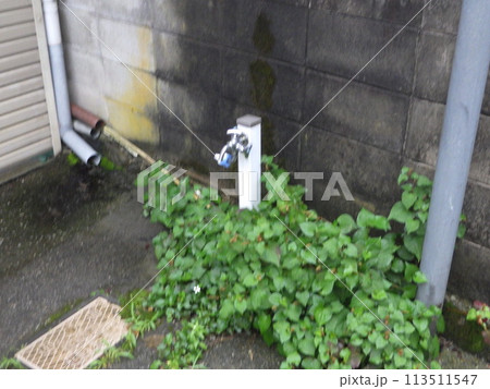 道路脇に生える植物 113511547