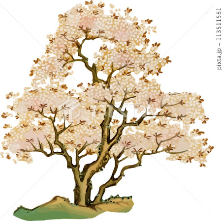 満開の桜 満開の桜 113511581