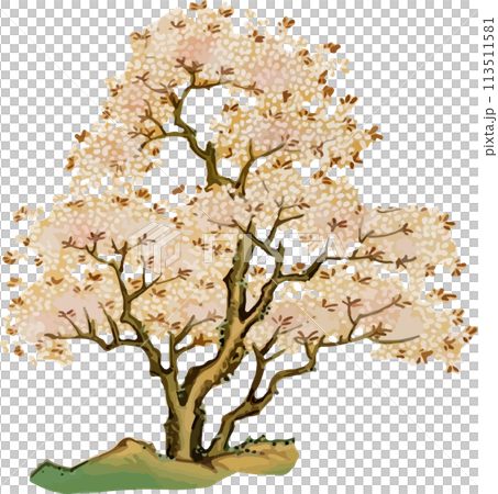 満開の桜 満開の桜 113511581