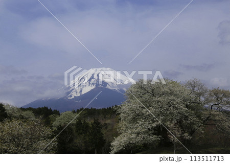 裾野の老桜満開 裾野の老桜満開 113511713