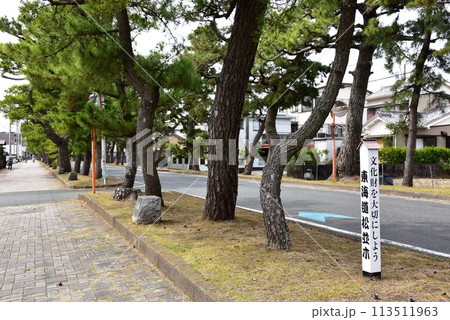 浜松市 旧東海道舞坂宿松並木と東海道松並木標柱 浜松市 旧東海道舞坂宿松並木と東海道松並木標柱 113511963