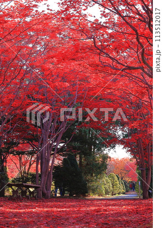 真っ赤な紅葉 真っ赤な紅葉 113512017