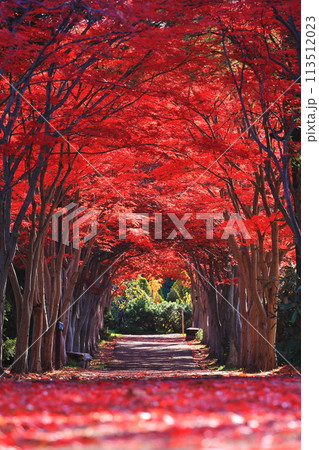 真っ赤な紅葉 真っ赤な紅葉 113512023