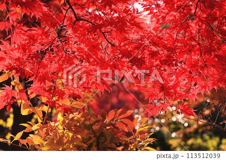真っ赤な紅葉 113512039