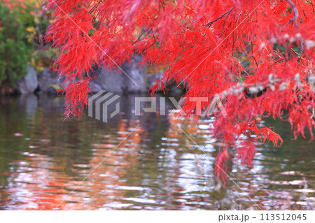 池に映える紅葉 池に映える紅葉 113512045