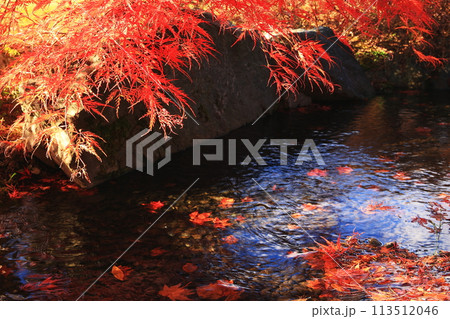 池に浮かぶ紅葉 池に浮かぶ紅葉 113512046