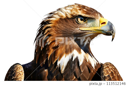 American Bald Eagle Isolated on White Background - Generative Ai American Bald Eagle Isolated on White Background - Generative Ai 113512146