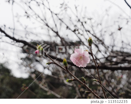 開花宣言待ちの八重桜 113512235