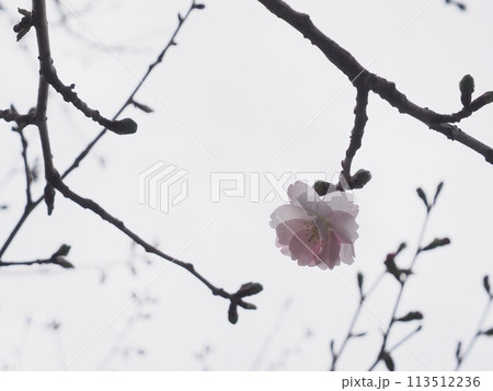 開花宣言待ちの八重桜 113512236