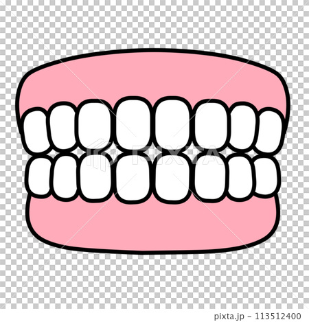 シンプルな歯列模型のイラスト シンプルな歯列模型のイラスト 113512400