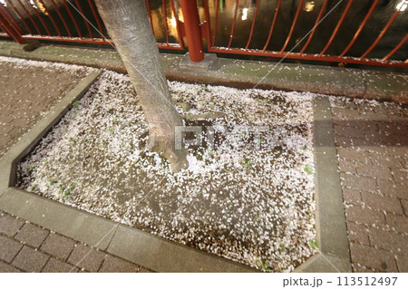 大岡川の桜_2024年04月07日_5 113512497