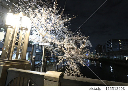 大岡川の桜_2024年04月07日_6 大岡川の桜_2024年04月07日_6 113512498