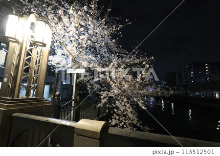 大岡川の桜_2024年04月07日_9 大岡川の桜_2024年04月07日_9 113512501