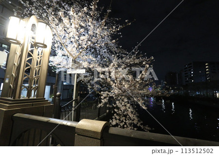 大岡川の桜_2024年04月07日_10 113512502