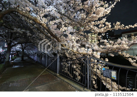 大岡川の桜_2024年04月07日_12 大岡川の桜_2024年04月07日_12 113512504