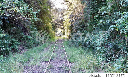小湊鉄道月崎駅近くの線路上の倒木 113512575
