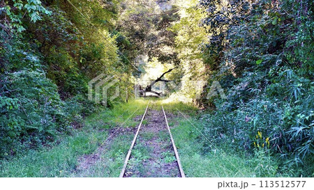 小湊鉄道月崎駅近くの線路上の倒木 113512577