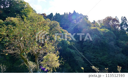 山の駅 養老渓谷 喜楽里（きらり）の老川路頭の紅葉 113512593