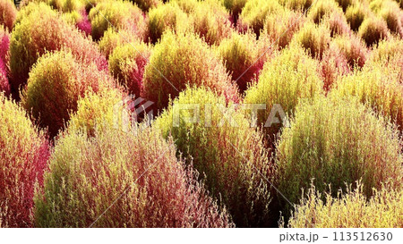 紅葉を始めた秋のコキア 113512630
