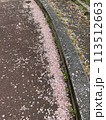 桜の花びらが散った道 113512663
