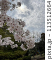 曇り空の桜 113512664