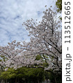 満開の桜と青い空 113512665
